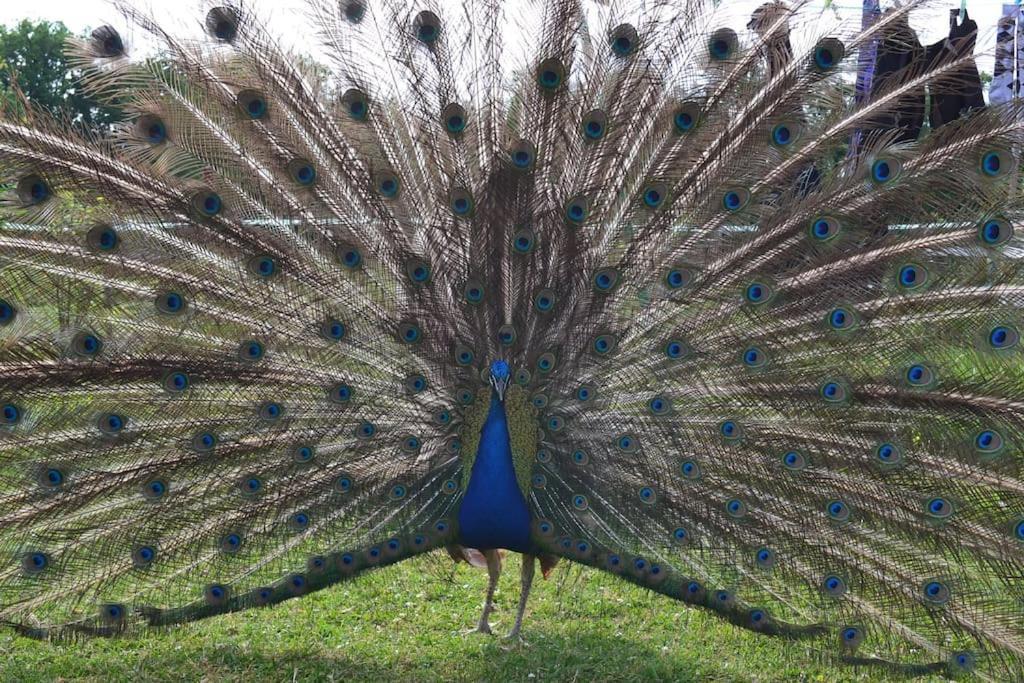 Couanac Gite Familial A La Campagne Avec Piscine Cayriech Dış mekan fotoğraf